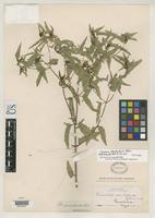 Isotype of Guardiola odontophylla Robinson, B.L. 1899 [family ASTERACEAE]