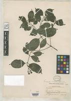 Holotype of Faramea ovalis Standley, P.C. 1916 [family RUBIACEAE]
