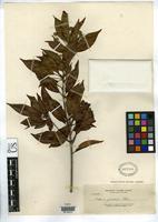 Isotype of Adina garciae Elmer, A.D.E. 1911 [family RUBIACEAE]
