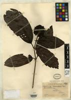 Isotype of Nauclea monocephala Merrill, E.D. 1913 [family RUBIACEAE]