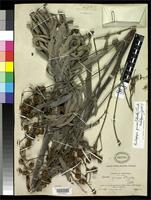 Holotype of Espeletia grisea Standley, P.C. 1915 [family ASTERACEAE]