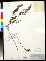 Filed as Adiantum monochlamys Eaton, D.C. 1858 [family ADIANTACEAE]