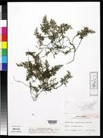 Isotype of Vandenboschia subclathrata Iwatsuki, K. 1958 [family HYMENOPHYLLACEAE]