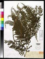 Isotype of Monachosorum arakii Tagawa, M. 1935 [family DENNSTAEDTIACEAE]