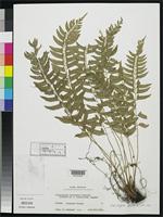 Isotype of Polystichum iriomotense Tagawa, M. 1935 [family DRYOPTERIDACEAE]