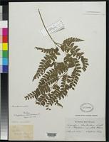 Filed as Polystichum rhomboideum Presl, K.B. 1849 [family DRYOPTERIDACEAE]