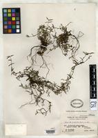Isotype of Hedyotis oligantha Merrill, E.D. 1920 [family RUBIACEAE]
