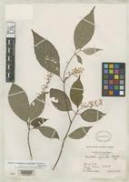 Isotype of Rondeletia myriantha Standley, P.C. & Steyermark, J.A. 1940 [family RUBIACEAE]