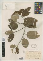 Isotype of Guettarda tortuensis Urban, I. & Ekman, E.L. 1927 [family RUBIACEAE]