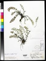Holotype of Notholaena pilifera Tryon, R.M. 1956 [family ADIANTACEAE]