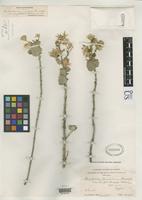 Isotype of Brickellia peninsularis var. amphithalassa Robinson, B.L. 1931 [family ASTERACEAE]