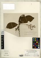 Isotype of Rondeletia colombiana Rusby, H.H. 1920 [family RUBIACEAE]