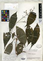 Holotype of Odontonema laxum Baum, V.M. 1982 [family ACANTHACEAE]