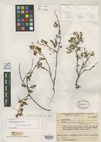 Holotype of Mimosa loxensis Barneby, R.C. 1993 [family FABACEAE]
