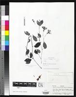 Filed as Begonia holmnielseniana Smith, L.B. & Wasshausen, D.C. 1986 [family BEGONIACEAE]