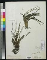 Holotype of Isoetes smithii Fuchs, H.P. 1986 [family ISOETACEAE]