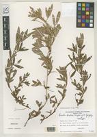 Isotype of Arachis archeri Krapovickas, A. & Gregory, W.C. 1994 [family FABACEAE]