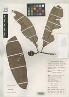 Isotype of Myristica psilocarpa Wilde, W.J.J. de 1995 [family MYRISTICACEAE]