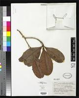 Isotype of Wallacea riparia Gleason, H.A. & Smith, A.C. 1936 [family OCHNACEAE]