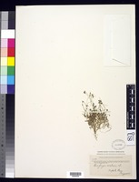 Saxifraga rivularis L. [family SAXIFRAGACEAE]