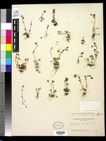 Saxifraga rivularis L. [family SAXIFRAGACEAE]