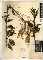 Type of Celosia monosperma Rose, J. N. 1895 [family AMARANTHACEAE]
