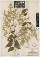 Isotype of Iresine pringlei Watson, S. 1890 [family AMARANTHACEAE]