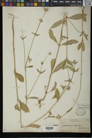 Isotype of Gomphrena decipiens S. Watson [family AMARANTHACEAE]