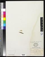 Isotype of Lestibudesia caffra Meissner, C.F. 1843 [family AMARANTHACEAE]