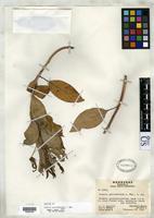 Isotype of Lobelia parvidentata Williams, L.O. 1953 [family CAMPANULACEAE]