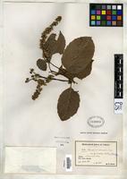 Isotype of Homalium racemosum subsp. barbellatum Blake, S.F. 1919 [family FLACOURTIACEAE]