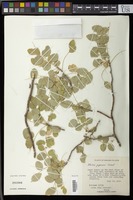 Filed as Ateleia popenoei Correll [family FABACEAE]