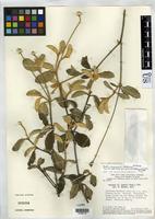 Isotype of Pfaffia townsendii Pedersen, T. M. 1990 [family AMARANTHACEAE]