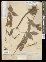 Isotype of Paullinia boliviana forma glabrescens Radlk. [family SAPINDACEAE]