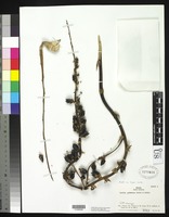 Isotype of Dyckia cabrerae Smith, L. B., Reitz, R. 1962 [family BROMELIACEAE]