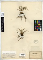 Isotype of Isoetes hieroglyphica Eaton, A. A. 1900 [family ISOETACEAE]
