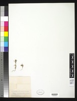 Type? of Noaea minuta Boissier, P. E. 1859 [family CHENOPODIACEAE]