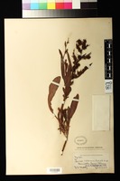 Syntype of Rumex violascens Rechinger, K. H. 1936 [family POLYGONACEAE]