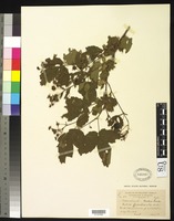 Type of Rubus frondisentis Blanchard, W. H. 1906 [family ROSACEAE]