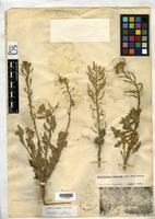 Nerisyrenia camporum (A. Gray) Greene [family BRASSICACEAE]