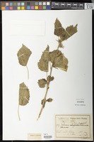 Filed as Hibiscus dongolensis Delile [family MALVACEAE]
