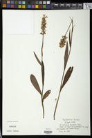 Filed as Dactylorhiza fuchsii (Druce) Soó [family ORCHIDACEAE]