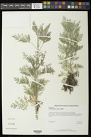 Artemisia afra Jacq. ex Willd. [family ASTERACEAE]