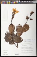 Filed as Godoya antioquiensis Planch. [family OCHNACEAE]