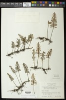 Pleopeltis polypodioides (L.) E.G. Andrews & Windham [family POLYPODIACEAE]