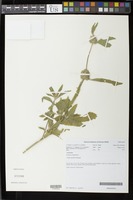 Filed as Acrotome inflata Benth. [family LAMIACEAE]