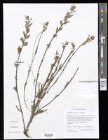 Castilleja coccinea (L.) Spreng. [family SCROPHULARIACEAE (OROBANCHACEAE)]
