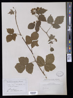 Rubus vestitus Weihe [family ROSACEAE]