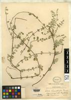 Isotype of Salvia chionophylla Fernald, M.L. 1907 [family LAMIACEAE]