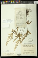 Type of Lindsaea chienii Ching [family LINDSAEACEAE]